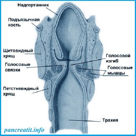 Постійна мокрота в горлі причини, слиз в горлі - що робити, розгардіяш і безладдя