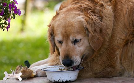 Problemele alimentare ale câinilor mature