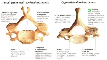 Vertebrele umane, structura și caracteristicile