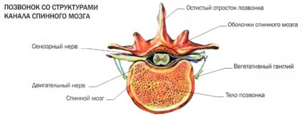 Vertebrele umane, structura și caracteristicile