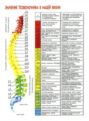 Vertebrele umane, structura și caracteristicile