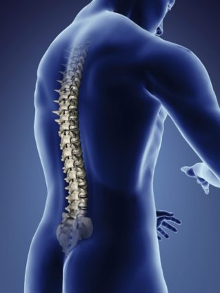 Vertebrele umane, structura și caracteristicile