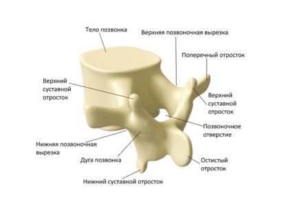 Vertebrele umane, structura și caracteristicile