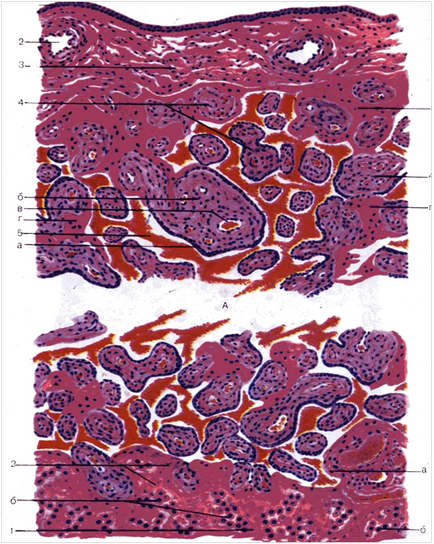 Formulations 4, 5 (bazális decidua) Formulations 4, 5