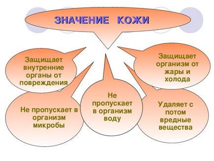 Презентація до уроку навколишнього світу по темі шкіра - прикордонник - людини - початкові класи,