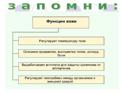 Презентація до уроку навколишнього світу по темі шкіра - прикордонник - людини - початкові класи,