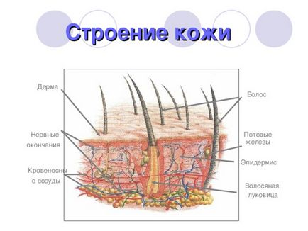 Презентація до уроку навколишнього світу по темі шкіра - прикордонник - людини - початкові класи,