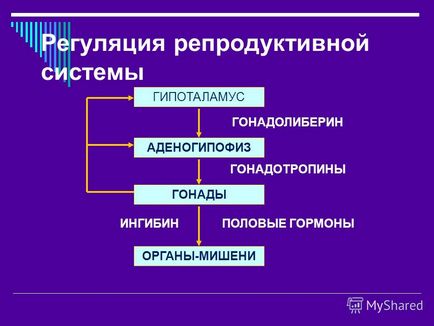 Презентація на тему ендокринологія вагітності