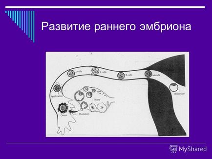 Презентація на тему ендокринологія вагітності