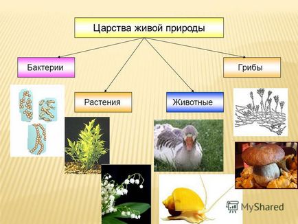 Презентація на тему немає нічого більш винахідливого, ніж природа