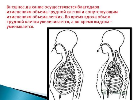 Prezentare privind definirea frecvenței mișcărilor respiratorii (chdd)