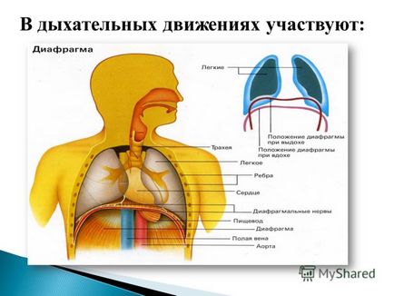 Prezentare privind definirea frecvenței mișcărilor respiratorii (chdd)