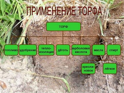 Prezentarea pe lumea din jur a ecosistemului descărcării gratuite a mlaștinilor