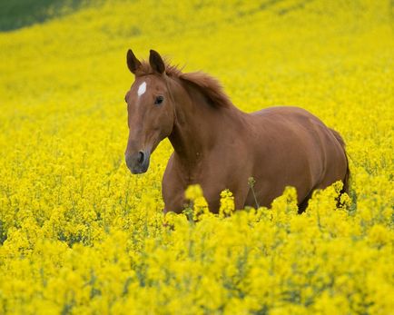 Прийоми вирощування табуни коней