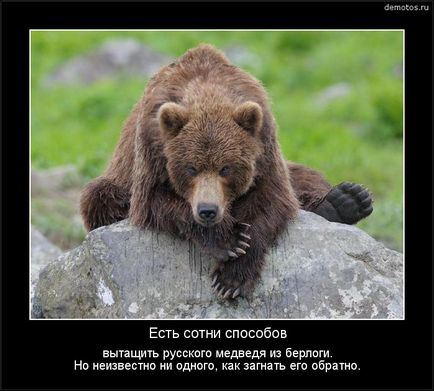 Imagini amuzante despre urs (38 fotografii) - imagini amuzante și umor