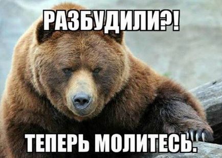 Imagini amuzante despre urs (38 fotografii) - imagini amuzante și umor