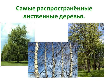 Застосування декоративної тріски в ландшафтному дизайні