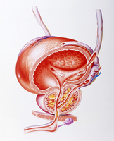 Utilizarea genferonului în diagnosticul de prostatită