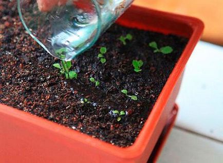 Primula évelő kerti növények, gondoskodás, fotó (kankalin) Primula évelő kerti növények, gondoskodás, fotó