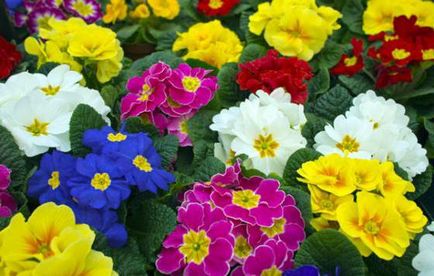 Primula évelő kerti növények, gondoskodás, fotó (kankalin) Primula évelő kerti növények, gondoskodás, fotó