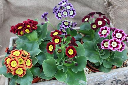 Primula plantare și îngrijire în teren deschis, specii, soiuri, fotografii în design peisagistic