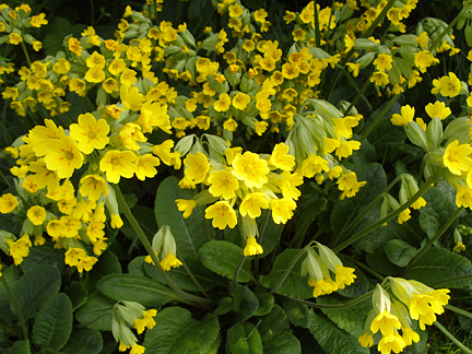 Primula plantare și îngrijire în teren deschis, specii, soiuri, fotografii în design peisagistic