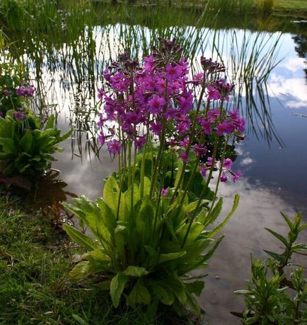 Primula plantare și îngrijire în teren deschis, specii, soiuri, fotografii în design peisagistic