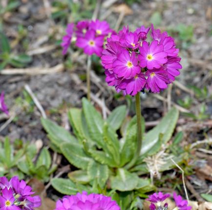 Primula ültetés és gondozás a szabadban, fajok, fajták, képek kerttervezés