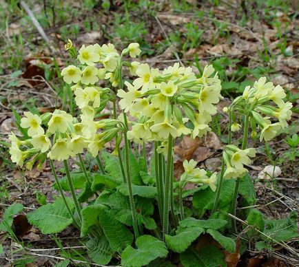 Primula plantare și îngrijire în teren deschis, specii, soiuri, fotografii în design peisagistic