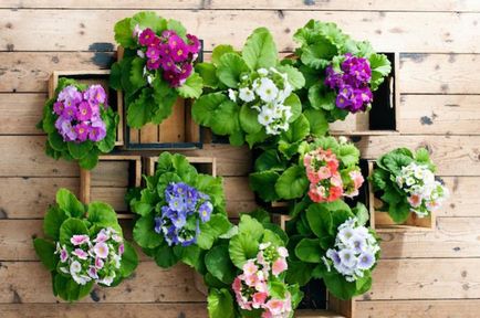 Primula plantare și îngrijire în teren deschis, specii, soiuri, fotografii în design peisagistic