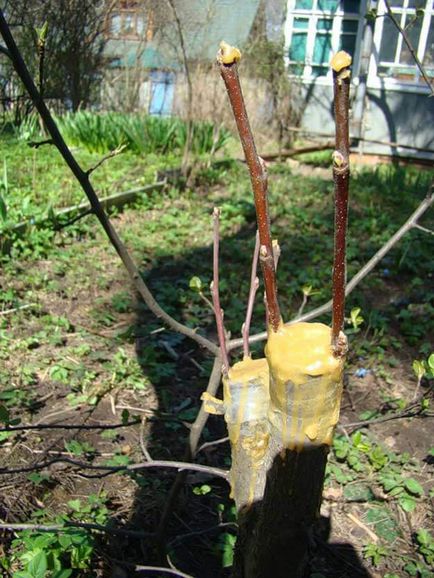 Oltás alma tavaszi tipp a hatékony védőoltás