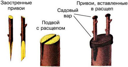 Щеплення яблуні навесні корисні поради для ефективного щеплення