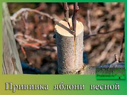 Щеплення яблуні навесні корисні поради для ефективного щеплення