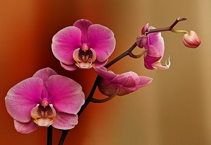 Probleme la orhideele de creștere