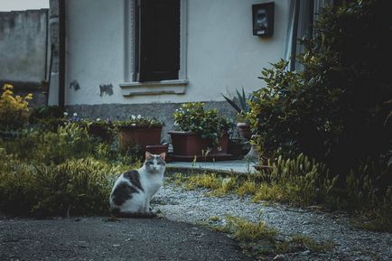 Merge în Verona, locul de naștere al Julietei lui Shakespeare