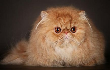 Despre rasa persană de pisici