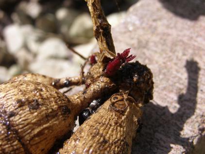 Germinarea dahiilor este o etapă importantă