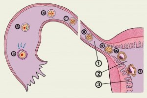 Contraceptive pilule 