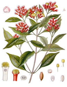 Spice szegfűszeg terápiás tulajdonságainak és ellenjavallatok (tulajdonságok) Spice szegfűszeg gyógyászati tulajdonságokkal és ellenjavallatok