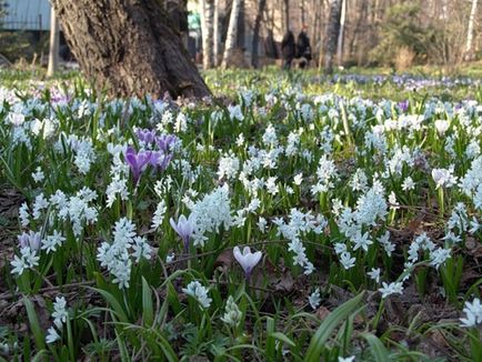 Pușkinia sau speciile de pajiști cu fotografii, cultivare, îngrijire, reproducere