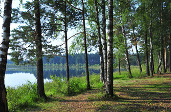 Căi spre Dolby Birch Grove