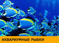 П'ять способів видалення нітратів в морському акваріумі