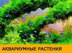 П'ять способів видалення нітратів в морському акваріумі