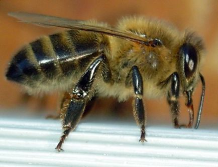 Ранній обліт бджіл способи сверхраннего обльоту при зимівлі
