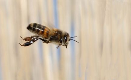 Korai módszerek elrepült méhek nagyon korai tél, amikor átrepülnek (méh) Korai méhek köröztek módon nagyon korán flyby télen