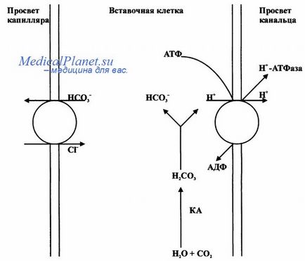 Розщеплення ЧЛС лівої нирки що це таке