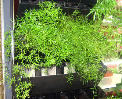 Plante pentru grădinărit verticale, studio de vară