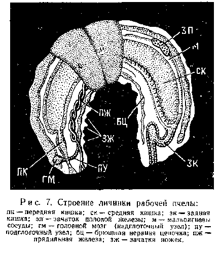 Reproducerea și dezvoltarea albinelor