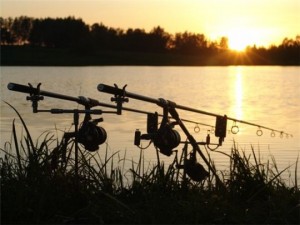 Розведення і ловля коропів в штучних водоймах »