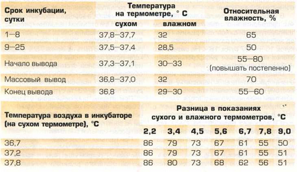 Creșterea curcanilor la domiciliu în detaliu în detaliu